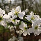 Frühlingszeiten. Blüten.