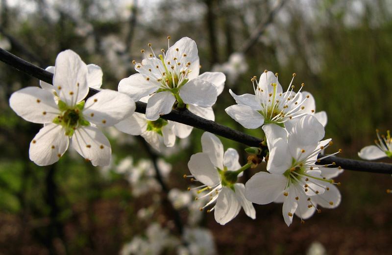 Frühlingszeiten. Blüten.