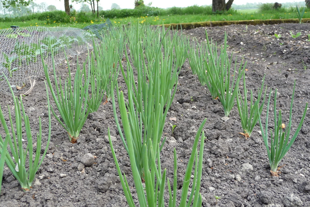 Frühlingszwiebeln, was wäre passender zum Frühling?