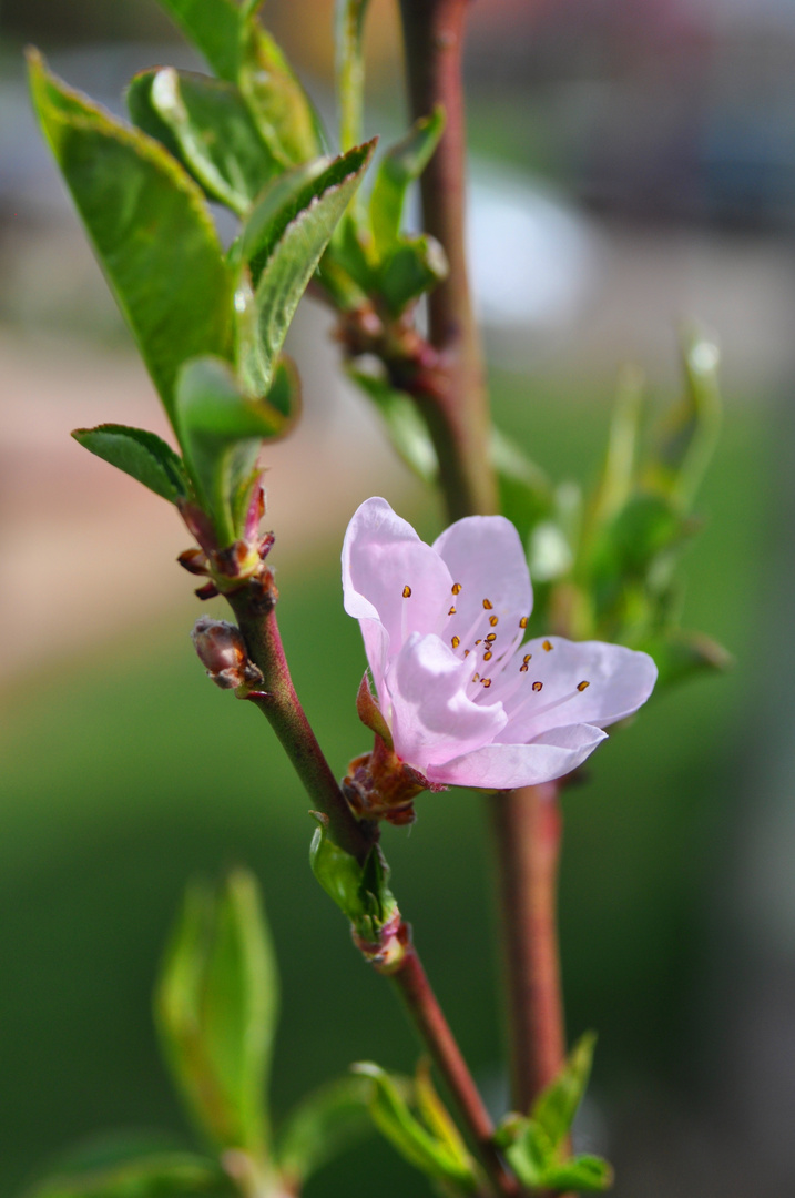 Frühling..traumhaft schön