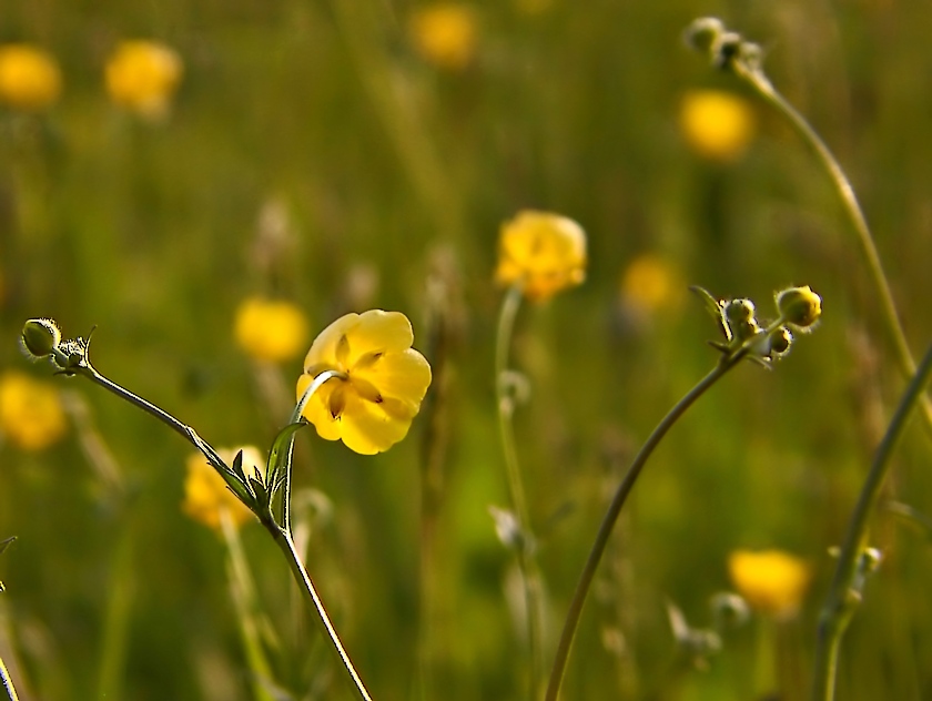 Frühlingwiese