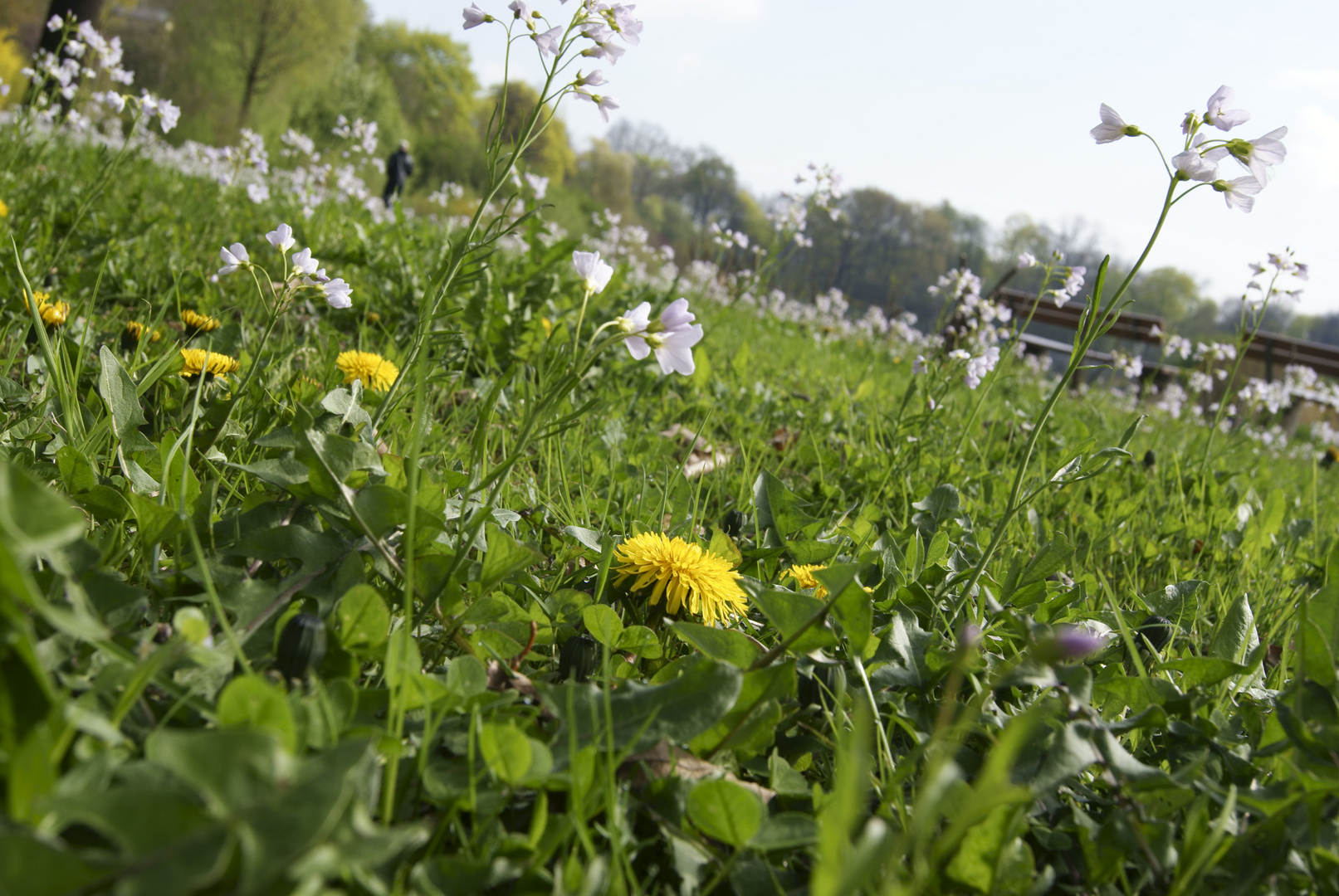 ... frühlingwiese...