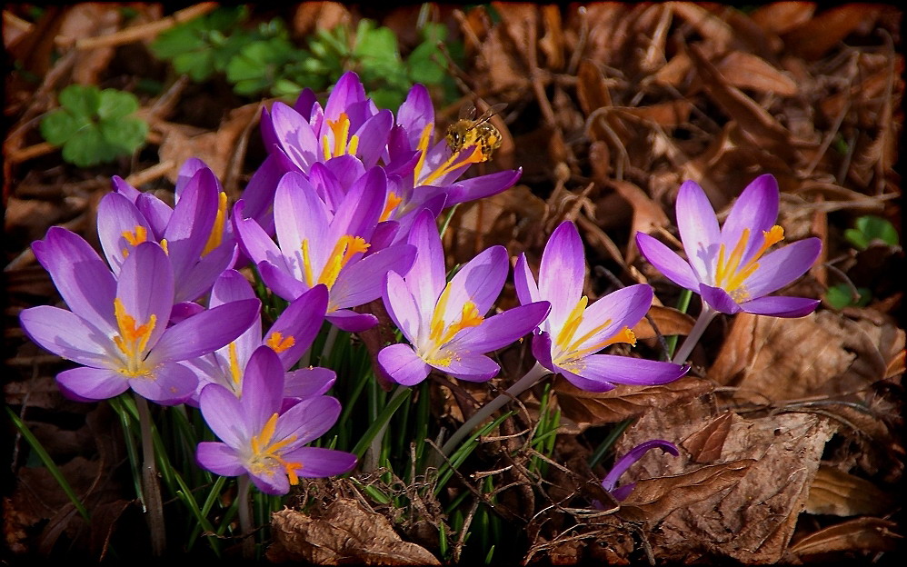 ~~Frühling....wird es nun bald~~