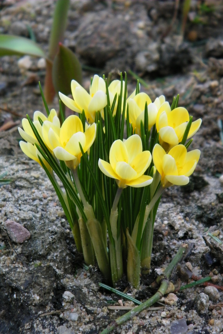 Frühling...wo bist Du???