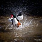 Frühling...Zeit zu baden