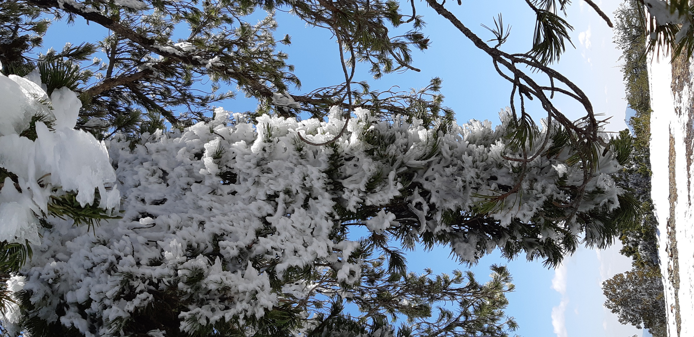 Frühling,Zypern Troodos Gebirge 2021-03-29 