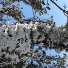 Frühling,Zypern Troodos Gebirge 2021-03-29 