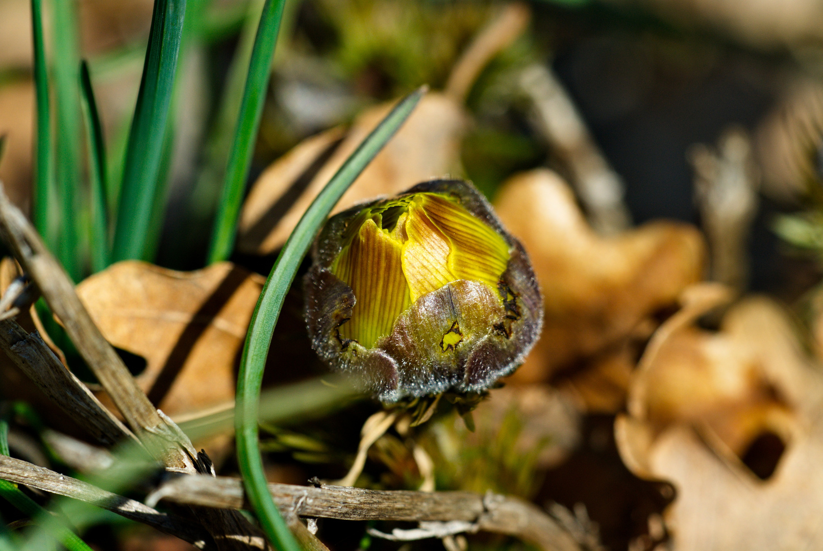 Frühlinhsbote Kuhschelle Eichkogel