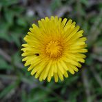 Frühlinsblume mit Besucher