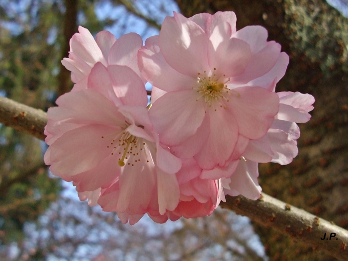 Frühlinsbote in rosa