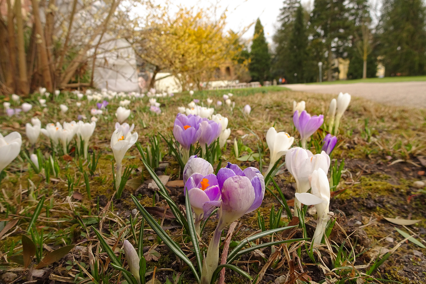 Frühlinsboten in Karlsruhe