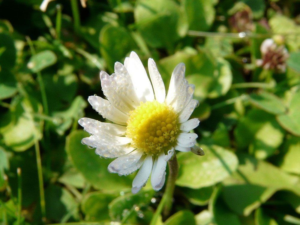 Frühlinserwachen