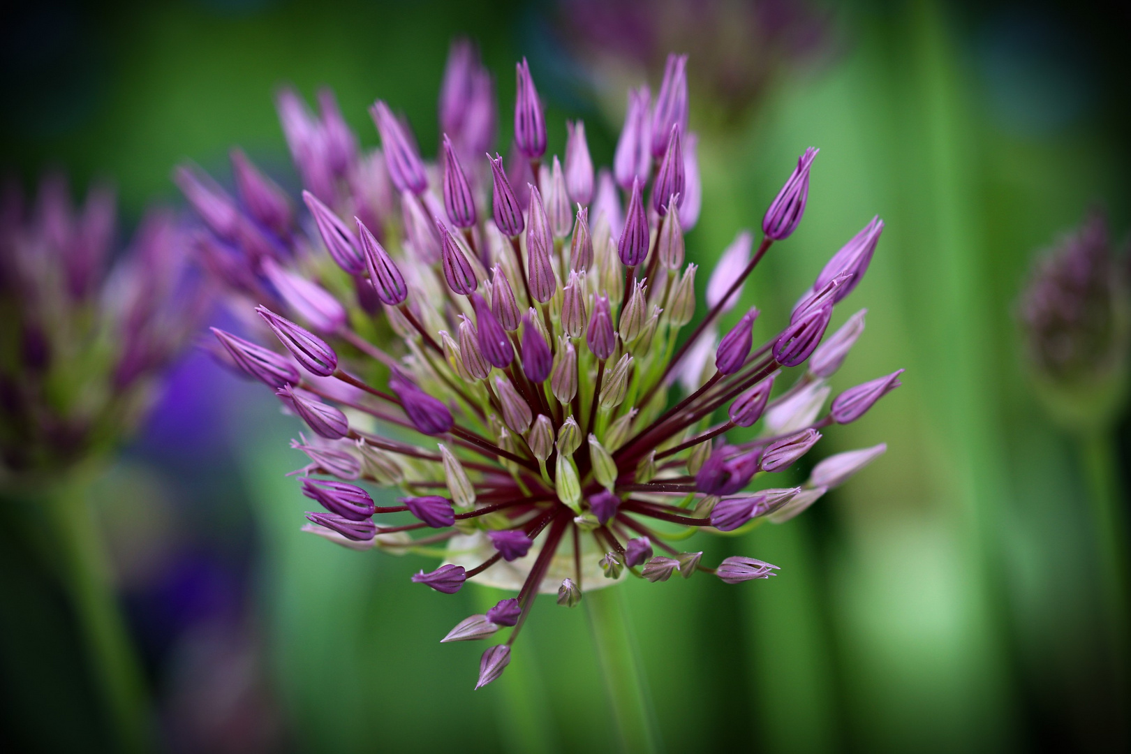 Frühlinsgblume