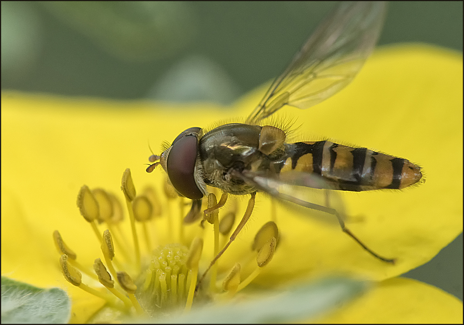 Frühlinsschwebfliege