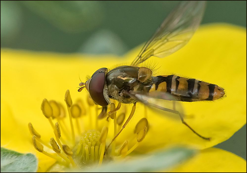 Frühlinsschwebfliege