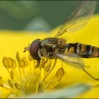 Frühlinsschwebfliege