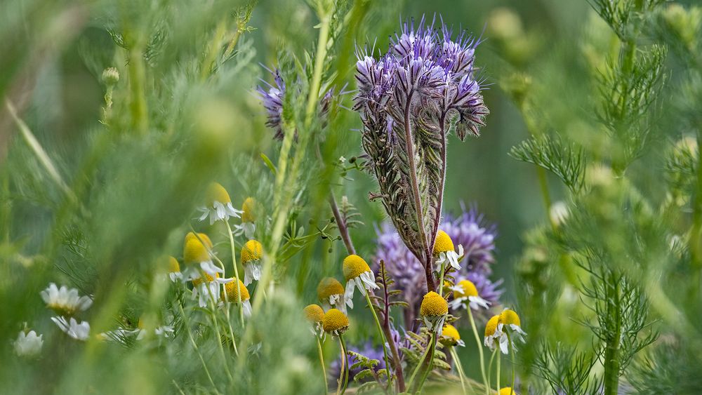 Frühlins(sommer)wiese (4)