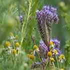 Frühlins(sommer)wiese (4)