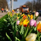 Frühlinsstart in Ludwigsburg