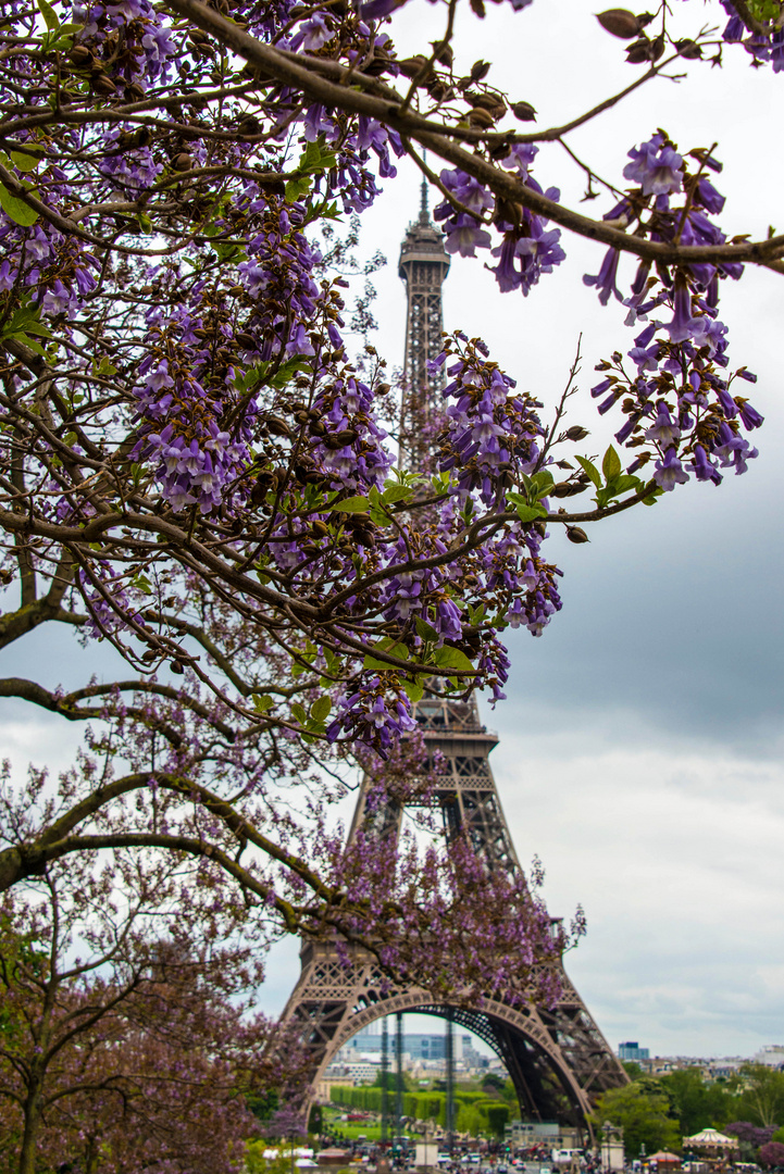 Frühllng in Paris