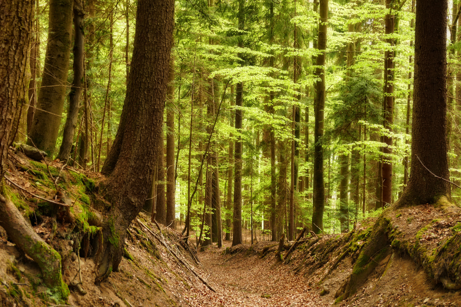 Frühlng ist...lindgrüner Schimmer im urigen Wald.