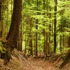 Frühlng ist...lindgrüner Schimmer im urigen Wald.