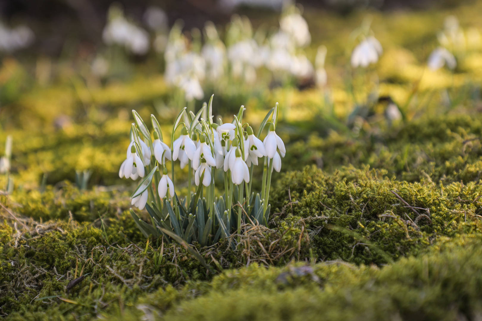 Frühlngsboten