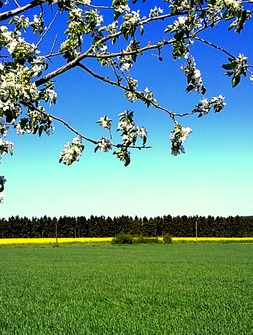 Frühlngsgefühlei2