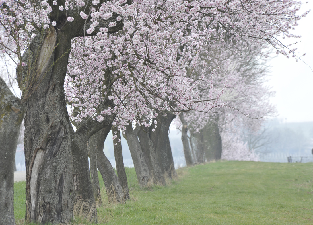 Frühluing an der deutschen Weinstrasse