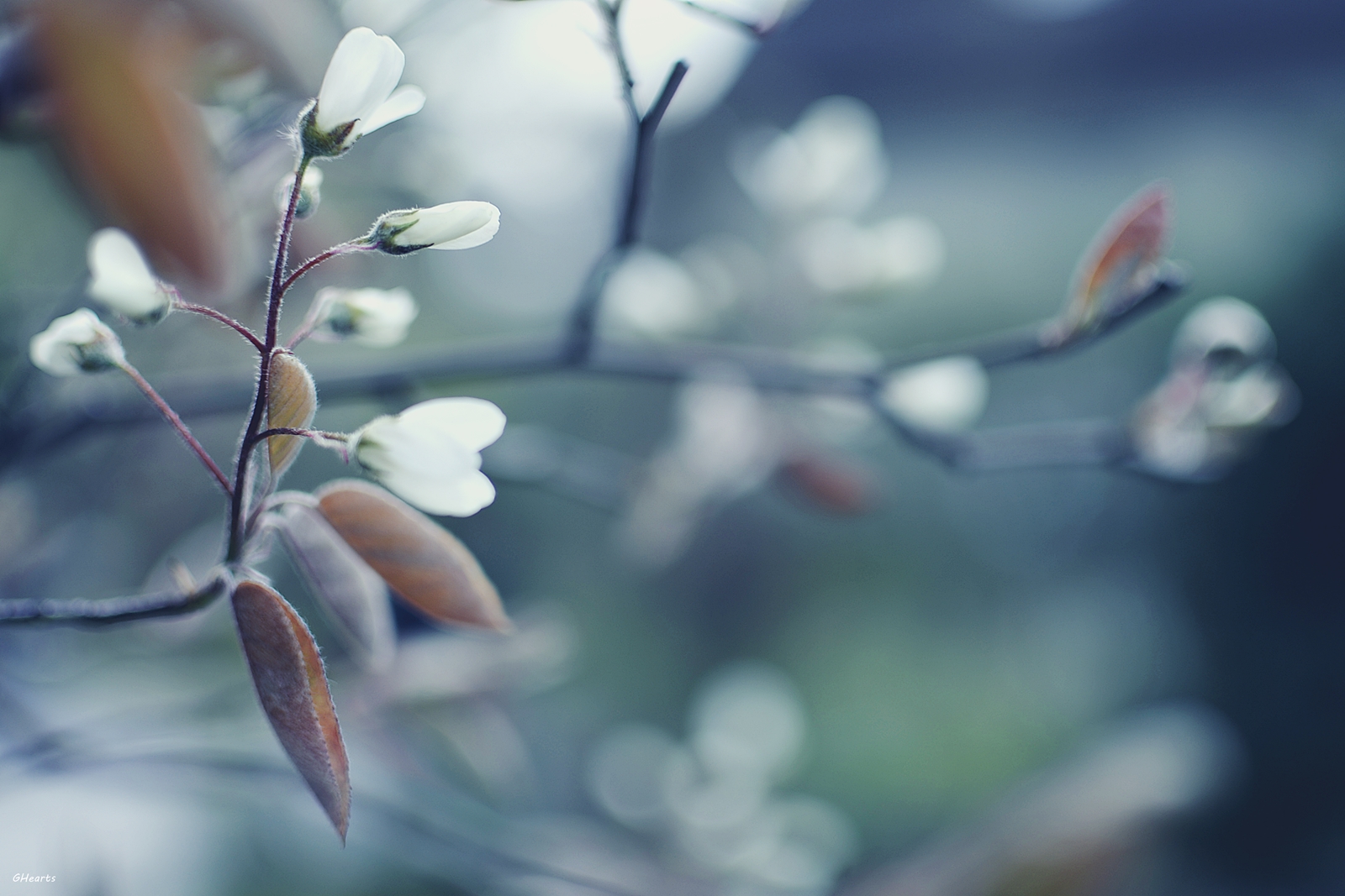 Frühlungsgrüsse aus dem Garten II