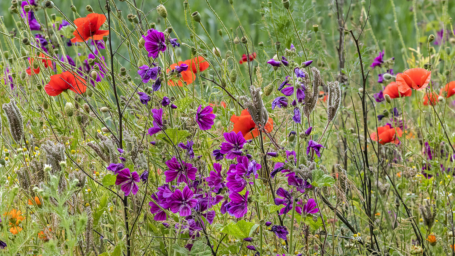 Frühlungs(sommer)wiese  (2)