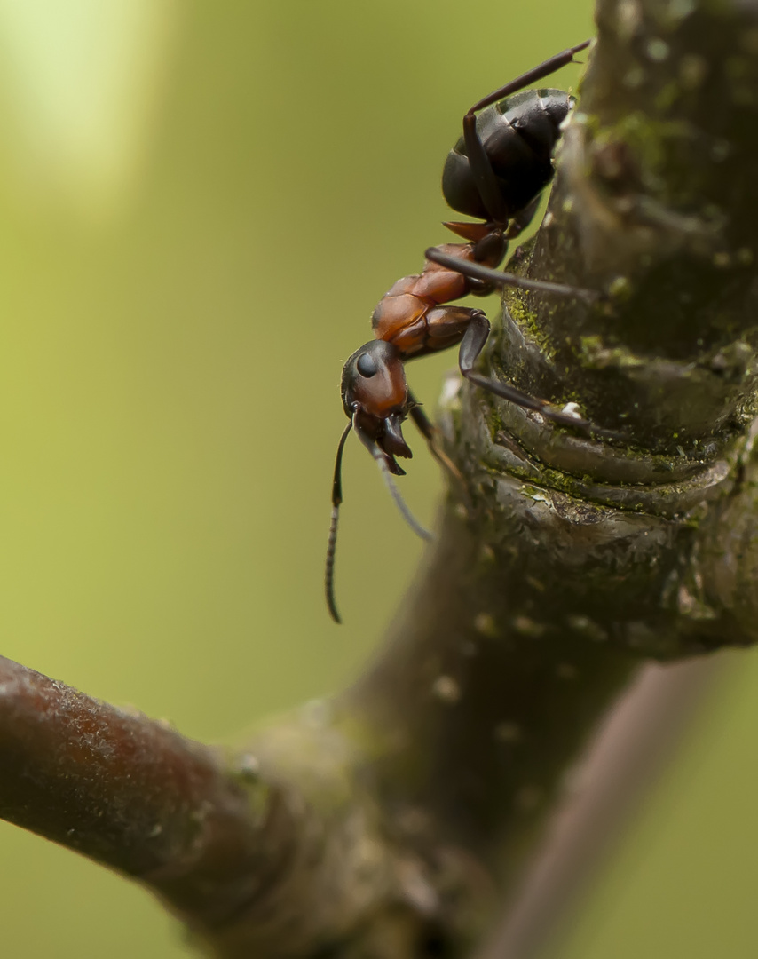 Frühmorgendliche Braunschwarze Rossameise