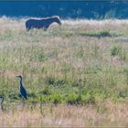 Frühmorgendliche Idylle