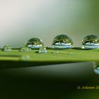 frühmorgendliche Wassertropfen auf Schilf