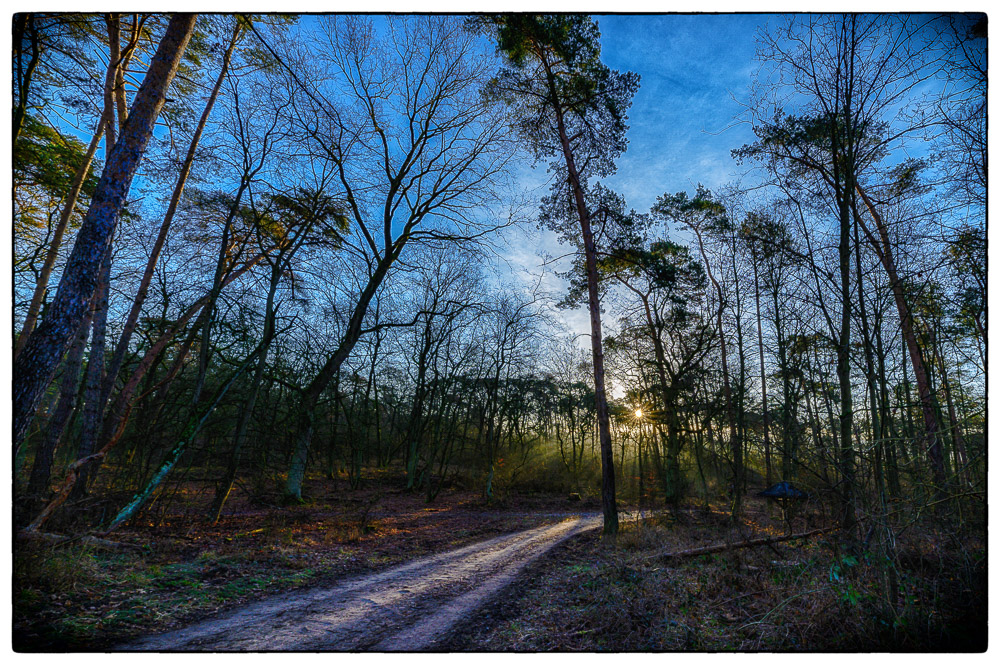 frühmorgendliches Geleucht im Wald @14mm