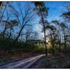 frühmorgendliches Geleucht im Wald @14mm