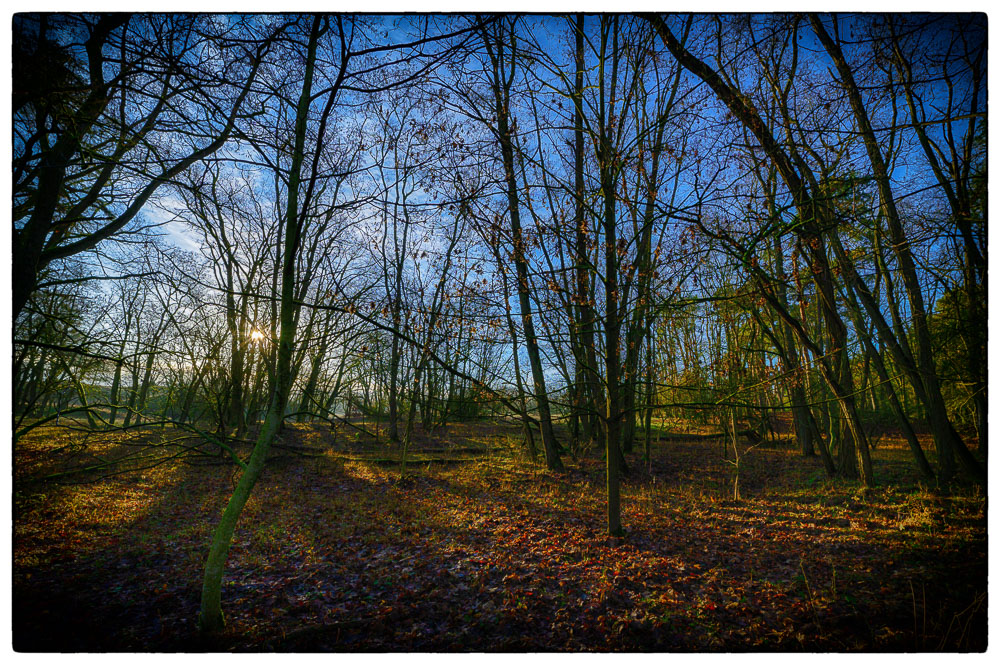 frühmorgendliches Geleucht im Wald @14mm II