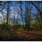 frühmorgendliches Geleucht im Wald @14mm II