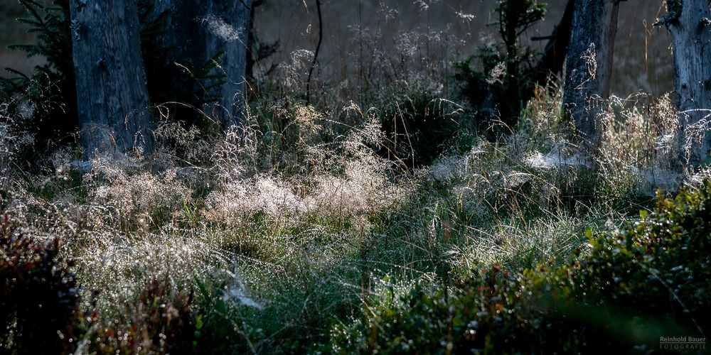 Frühmorgendliches Herbstlicht verzaubert