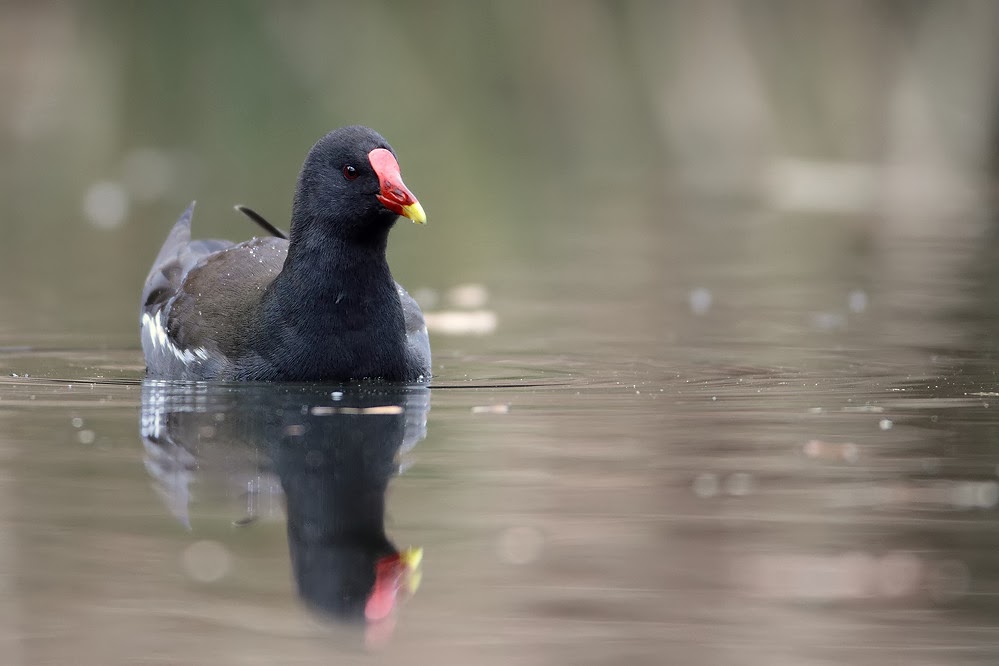 Frühmorgendliches Spiegel-Huhn