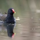 Frühmorgendliches Spiegel-Huhn