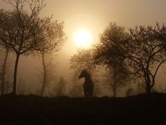 Frühmorgens...