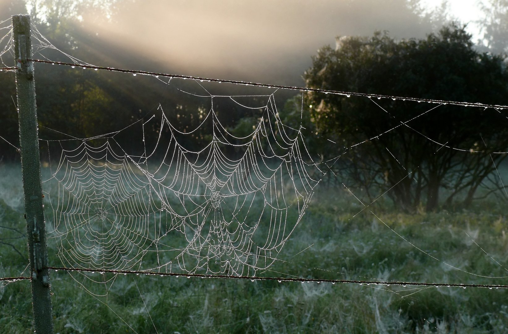 Frühmorgens