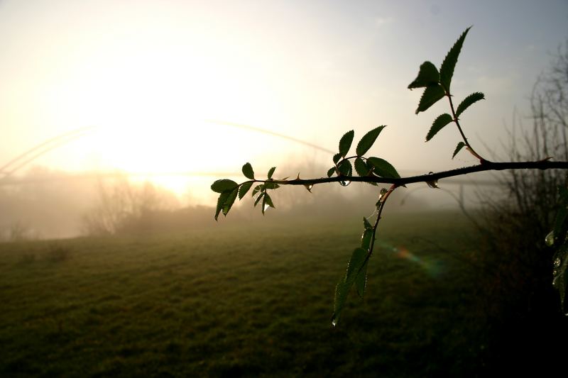 Frühmorgens am Mainufer