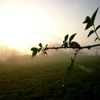 Frühmorgens am Mainufer