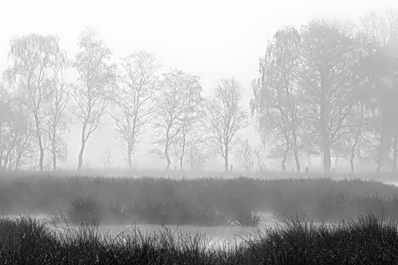 frühmorgens am Moorteich