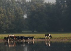 Frühmorgens am See.