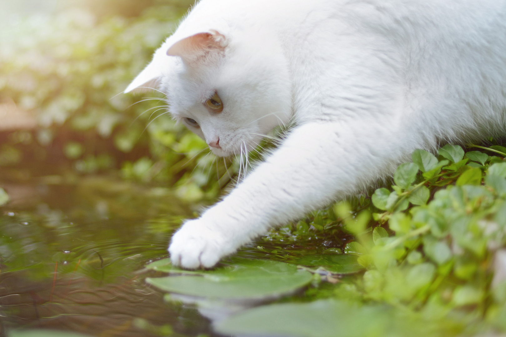 frühmorgens am Teich ...