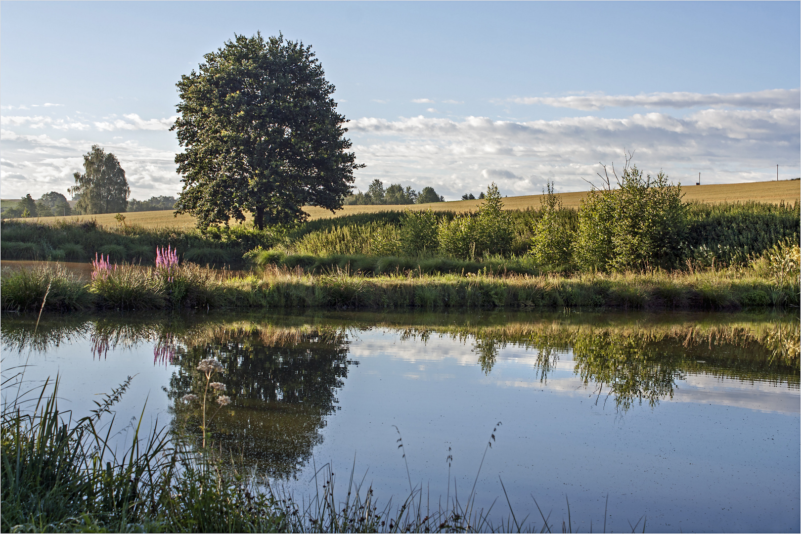 Frühmorgens am Teich