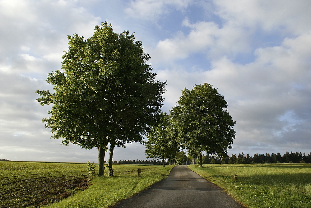 Frühmorgens am Waldesrand